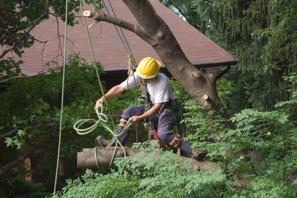 Best Root Management and Removal  in Jefferson, OH